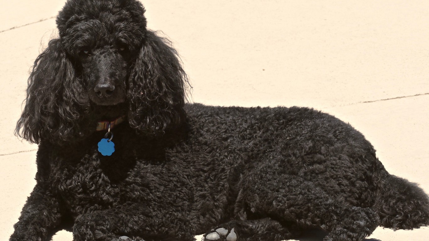 POODLE by Dorian Wallender