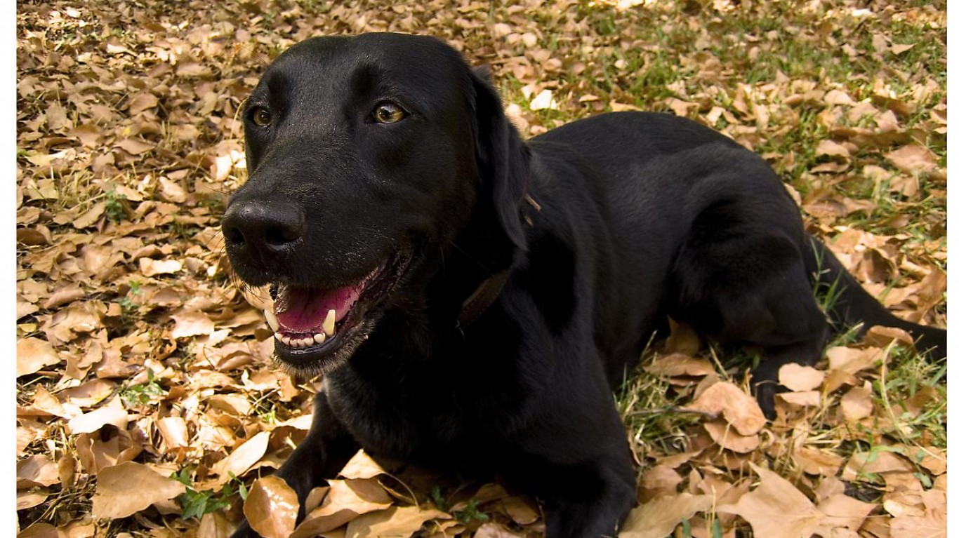 Labrador Retriever by Eduardo Millo