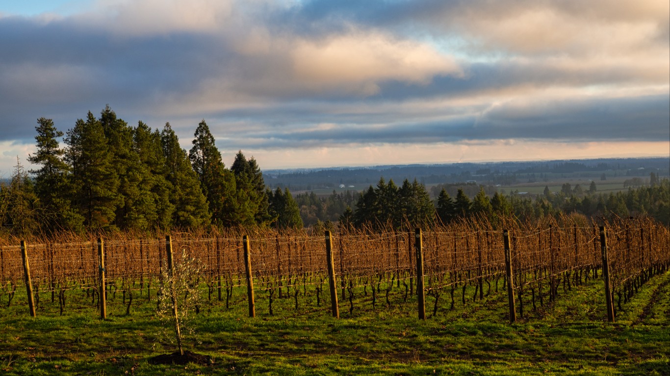 Vineyard On Warden Hill Road by Bud Ellison