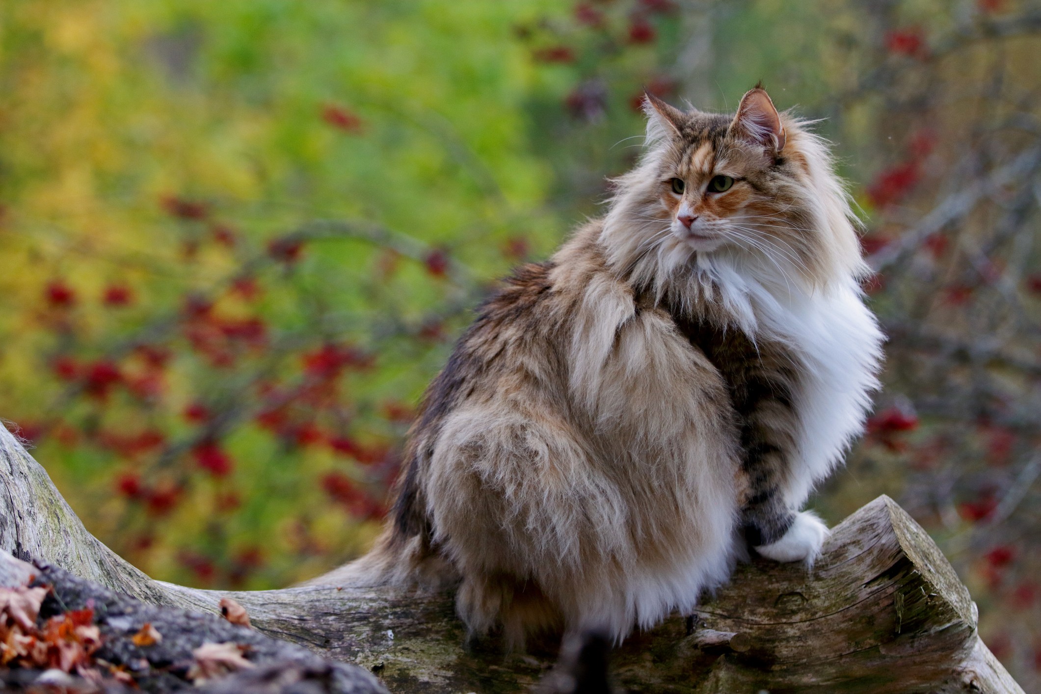 Norwegian Forest Cat