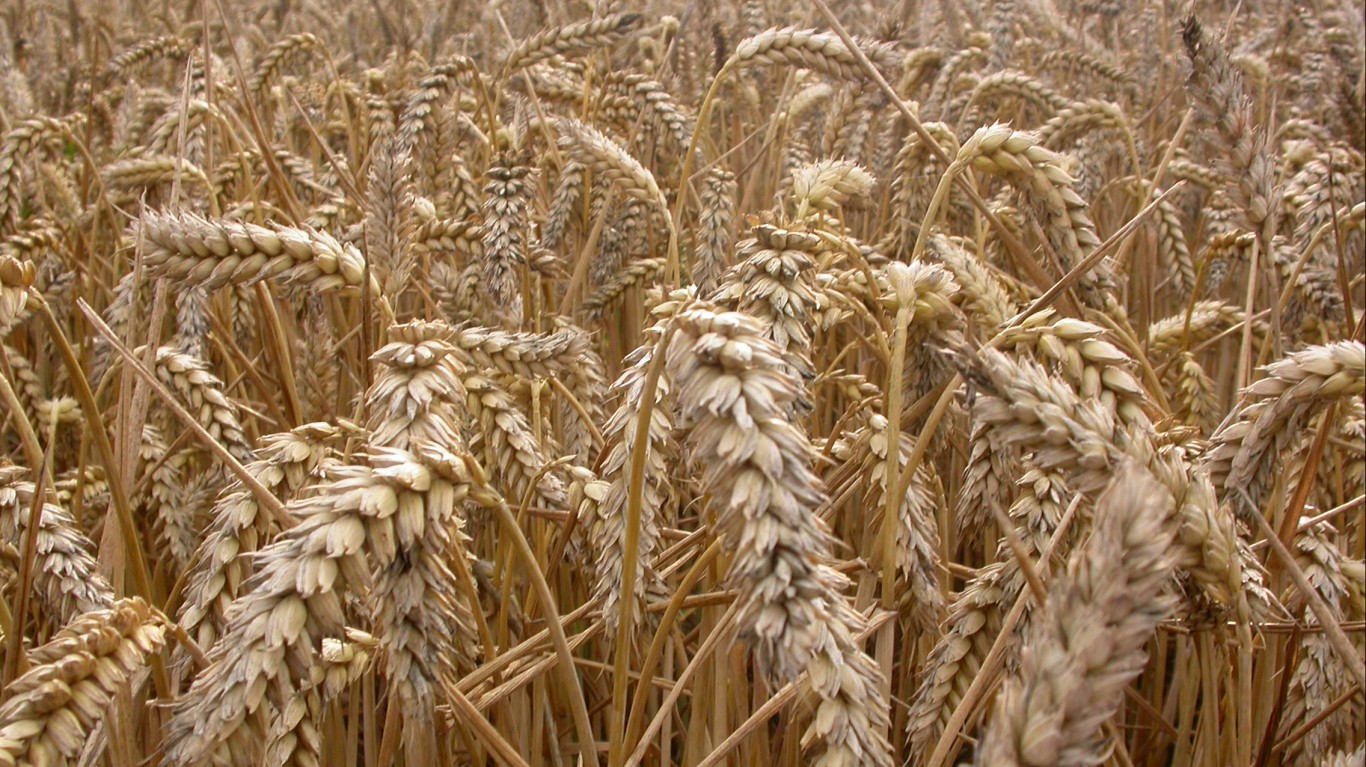 Wheat by Nick Saltmarsh