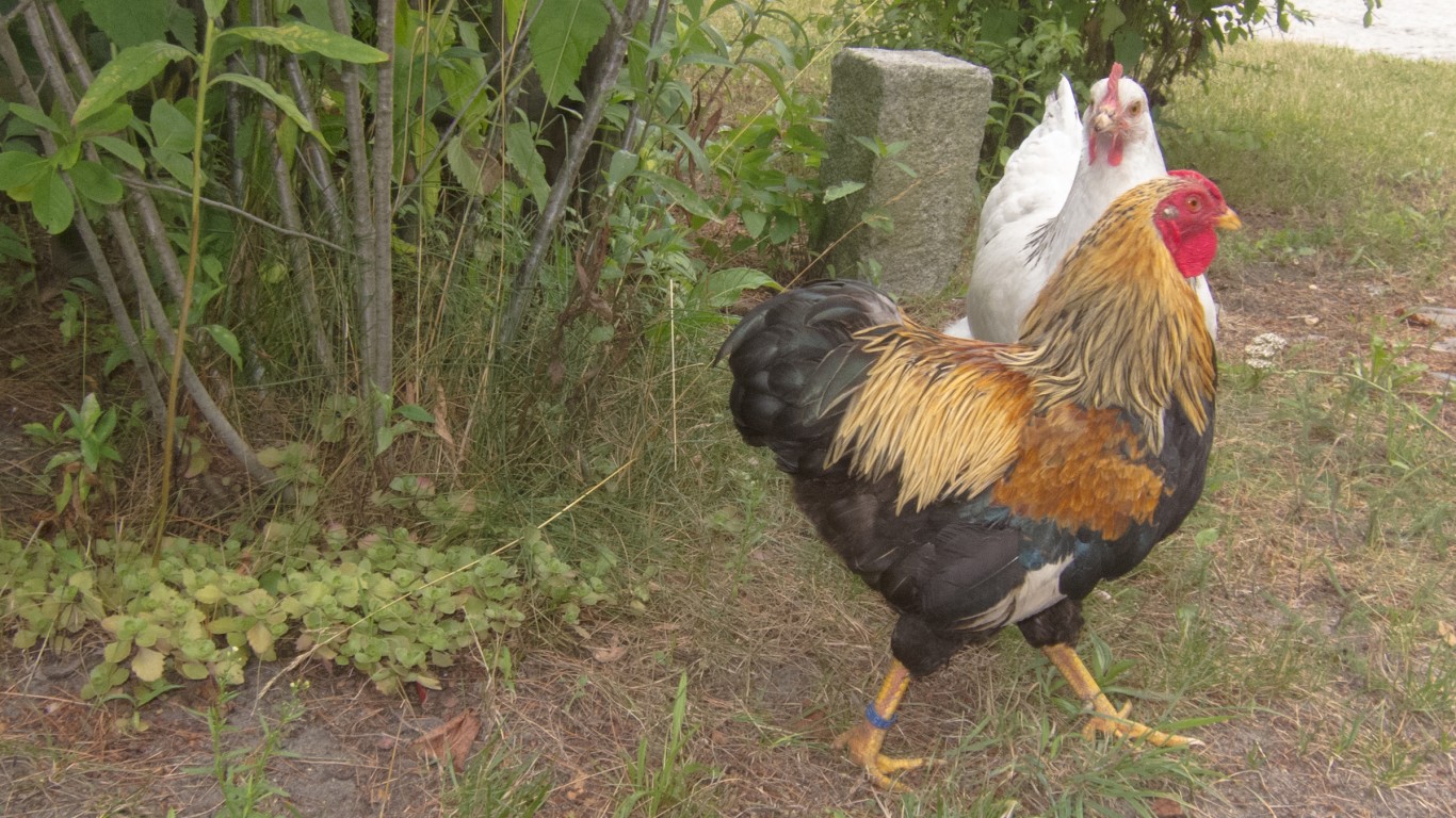 Chickens by Thomas Quine