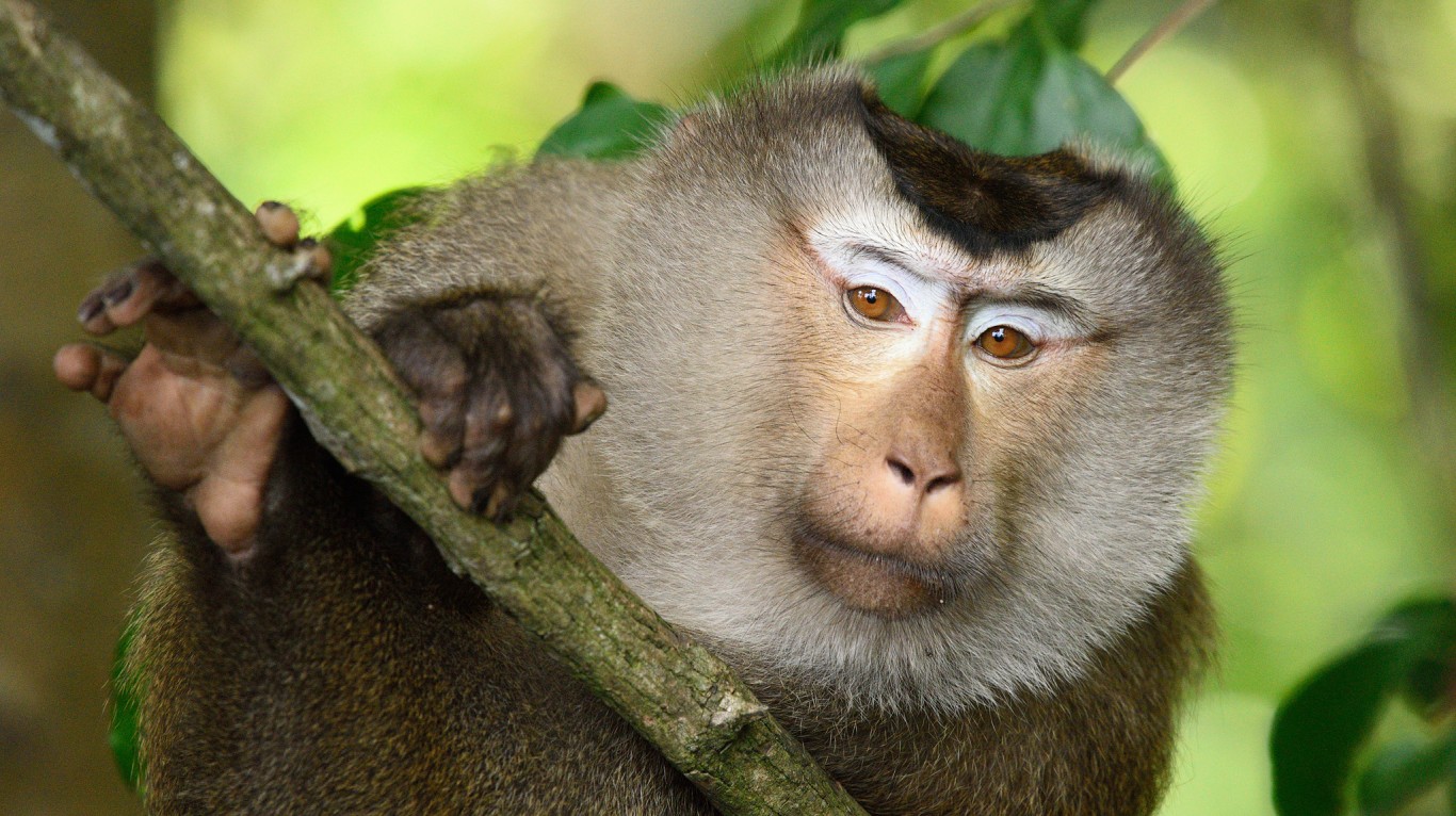 Northern Pig-tail Macaque, Mac... by tontantravel