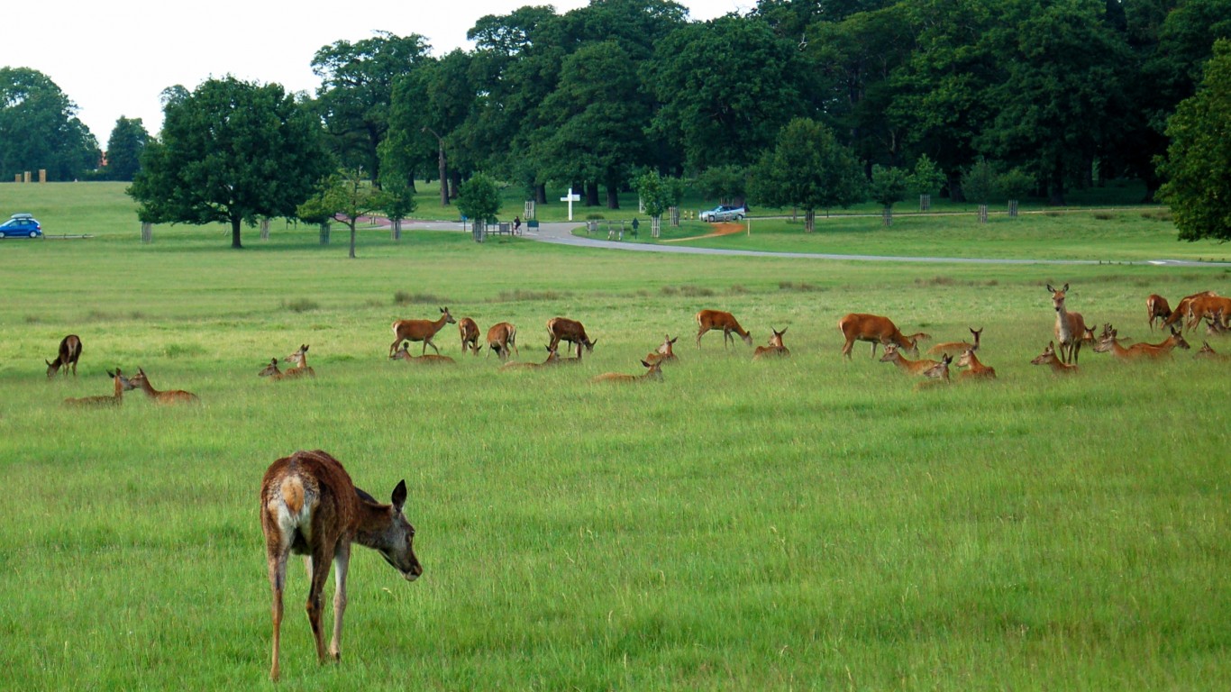 Deer by Todd Huffman