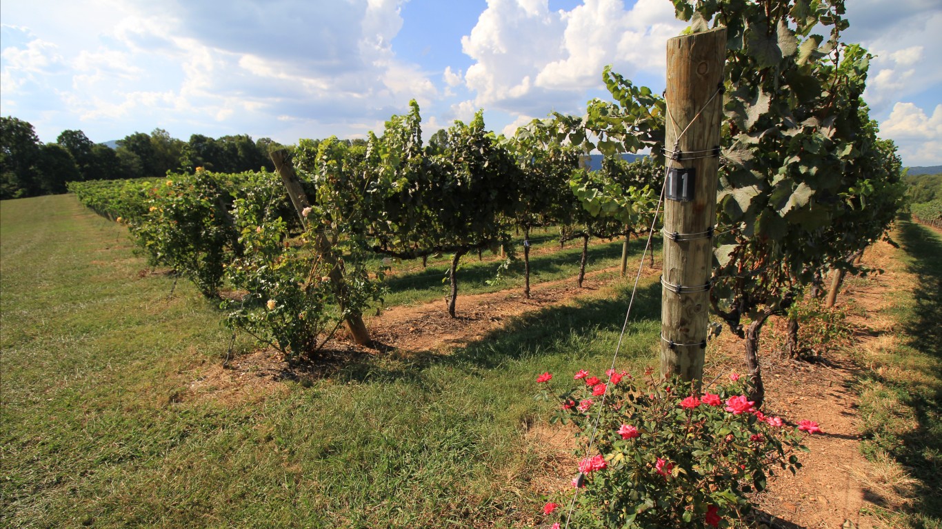 Vineyard by Jacob Resor