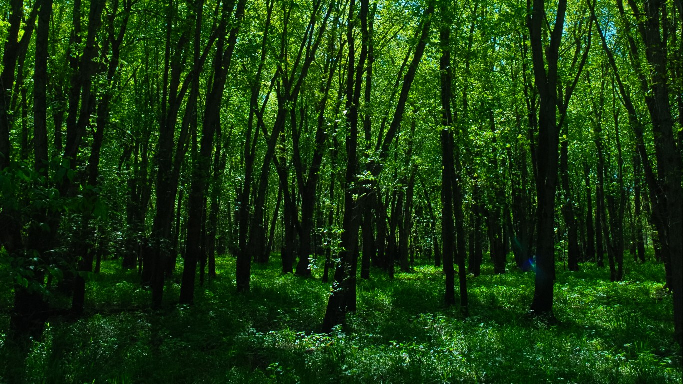 Bottomland Forest by Joshua Mayer