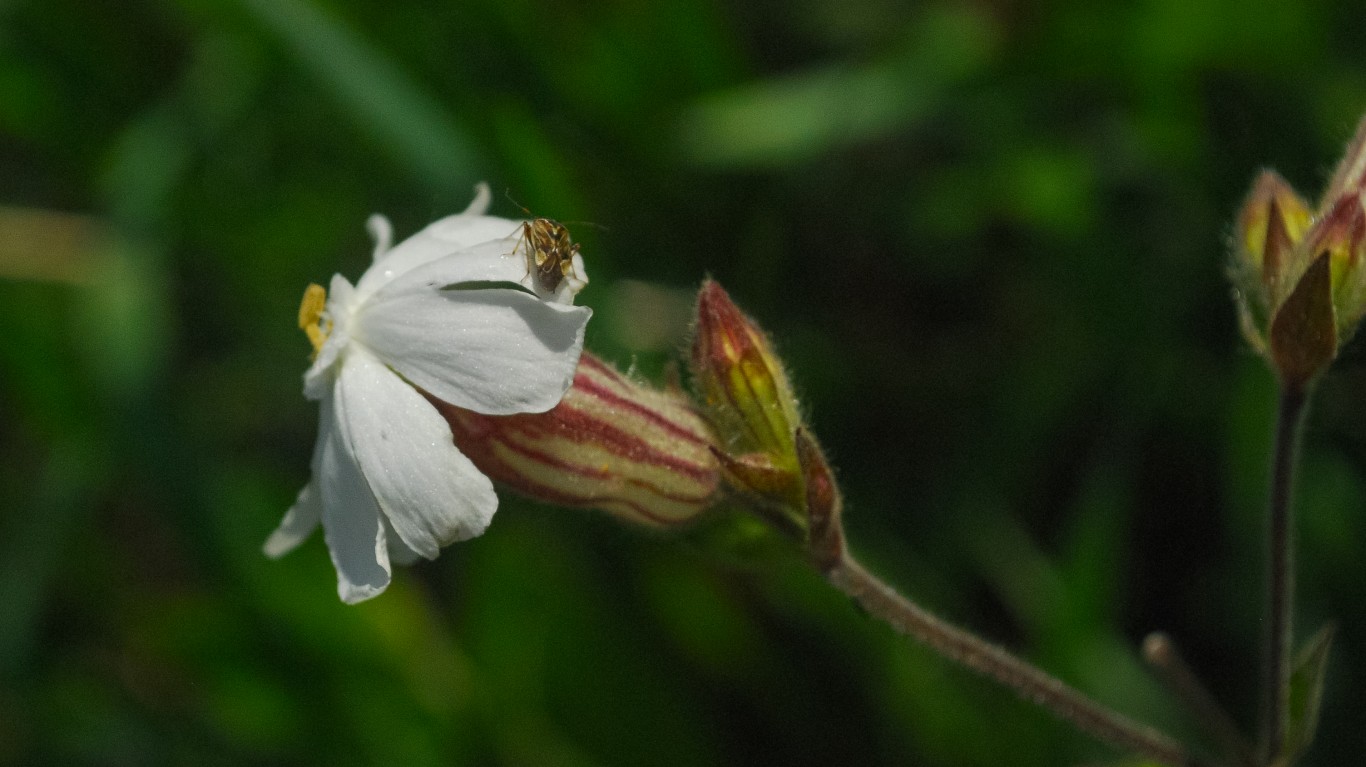 Bladder Campion (Silene latifo... by Joshua Mayer