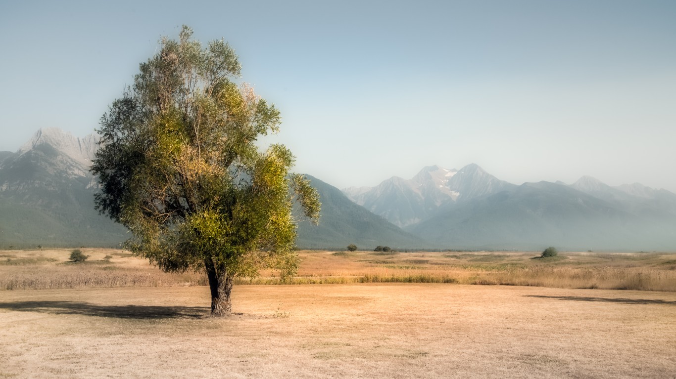 Tree in Flathead Reservation by Bernd Thaller