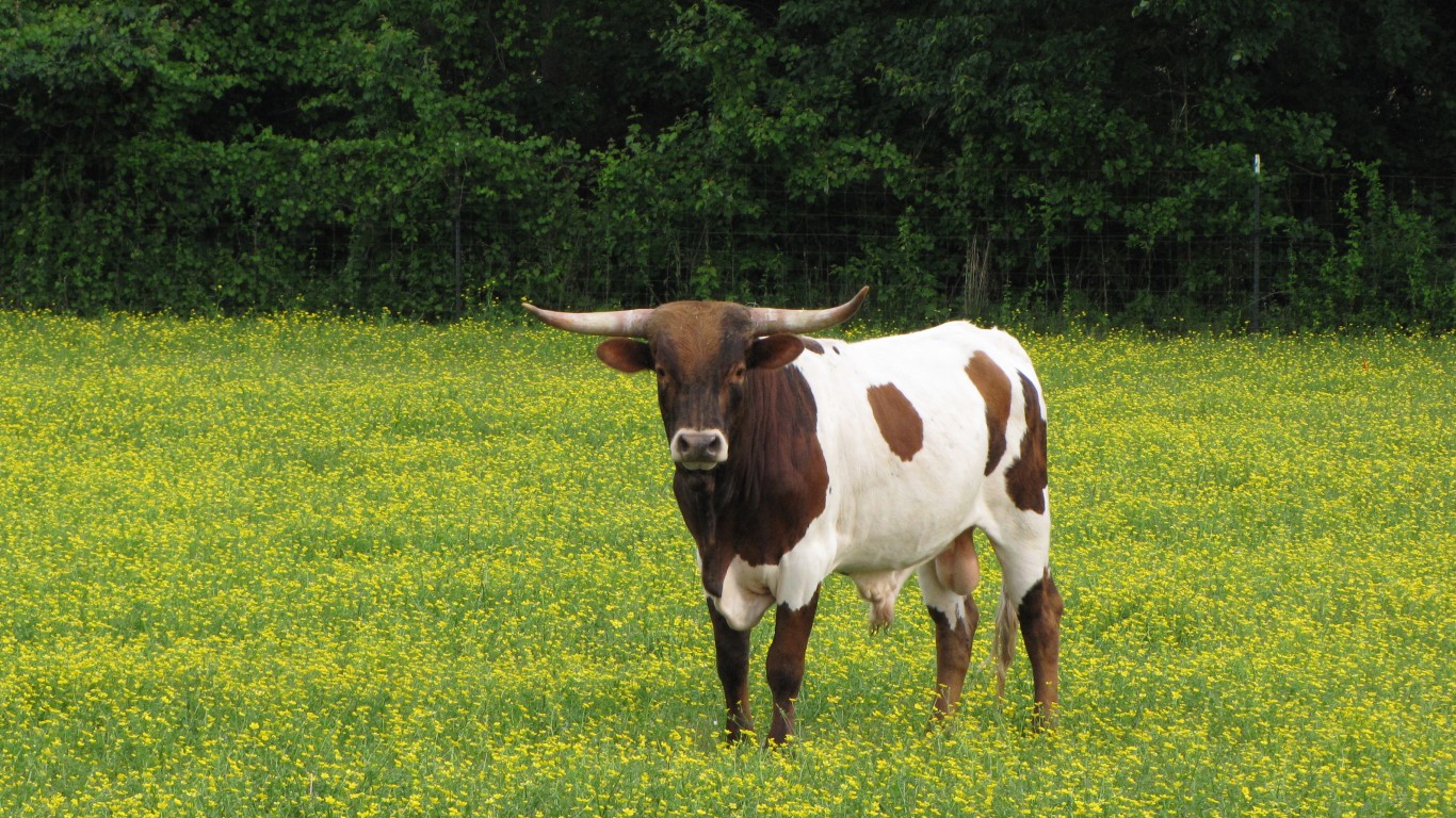 Bulls Like Buttercups, Too by Gerry Dincher