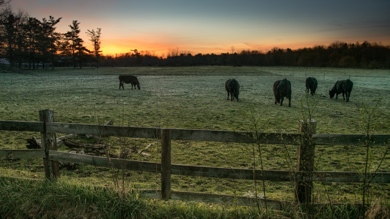 cows don&#039;t care by Christian Collins