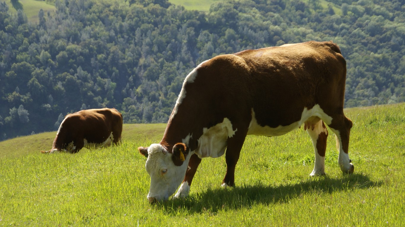 Cows by David Baron