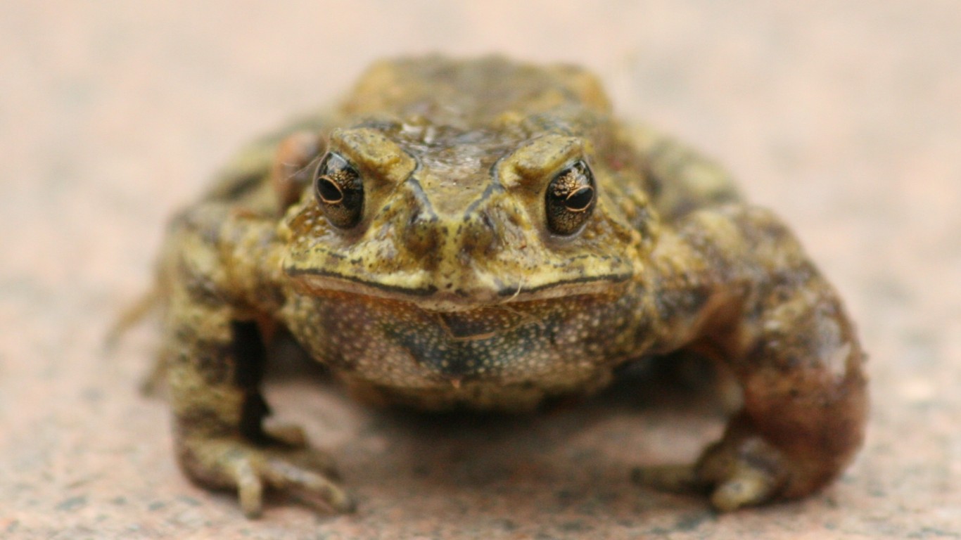 Toad by Tommy Wong