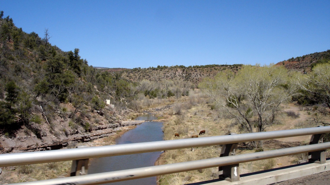 Cows Grazing Near Cedar Creek by Shal Farley