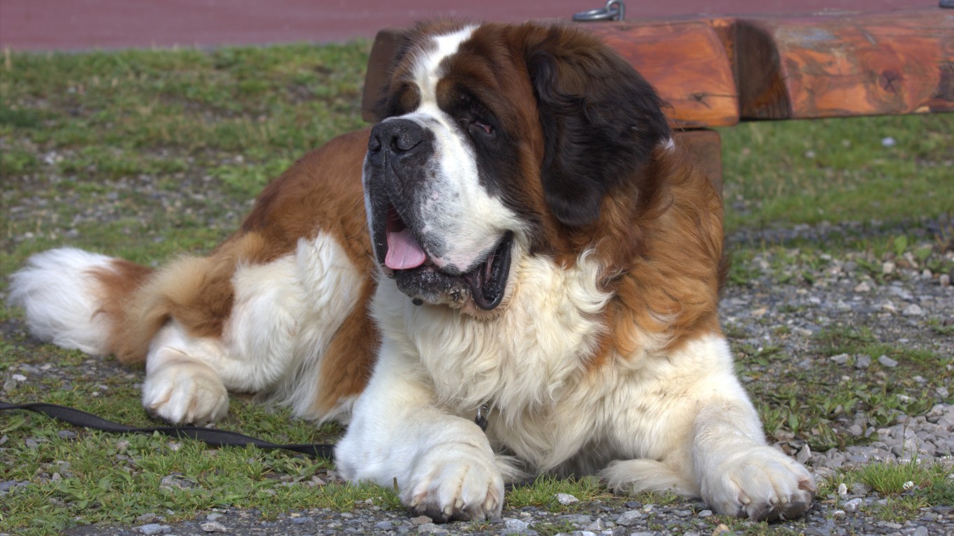 Quel Beau Saint Bernard u00c3u0083u00c2u00a0 poi... by Ancoline