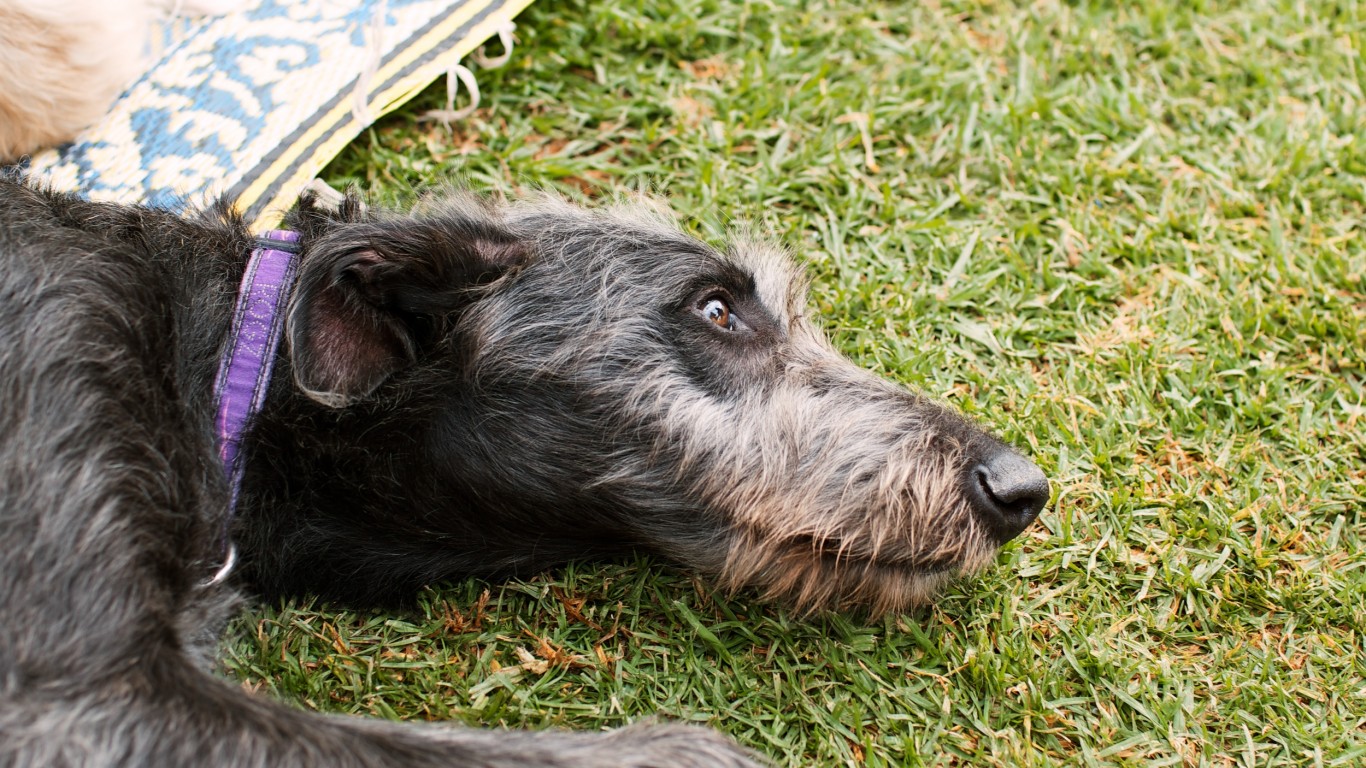 Scottish deerhound by VirtualWolf