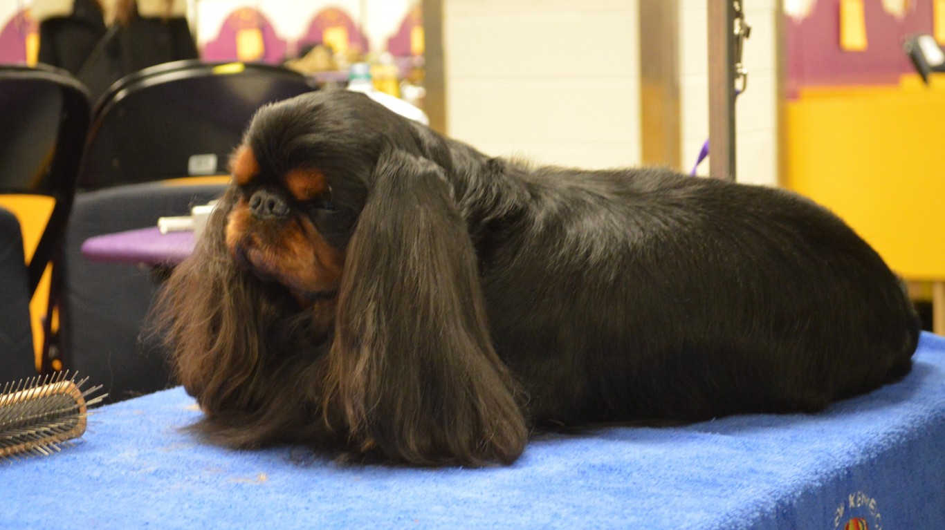 English Toy Spaniel - Ch Loujo... by Petful