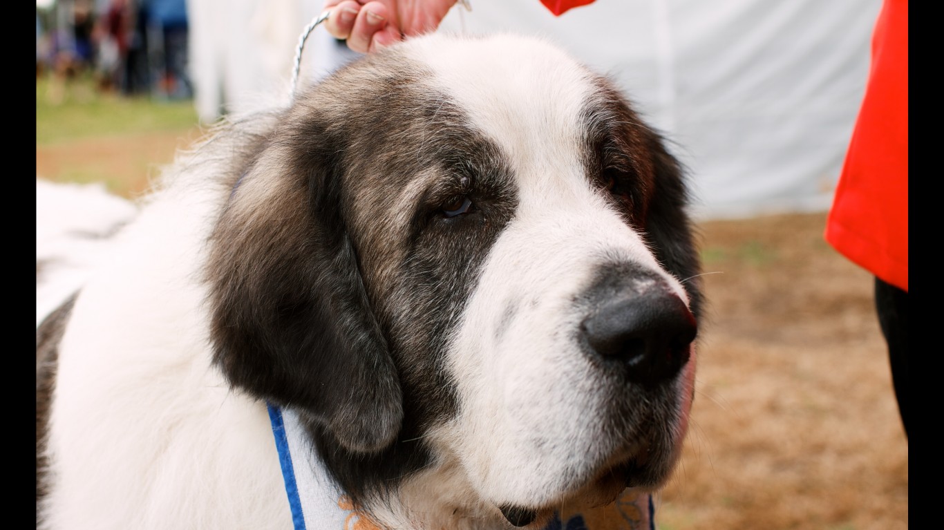 Pyrenean mastiff by VirtualWolf