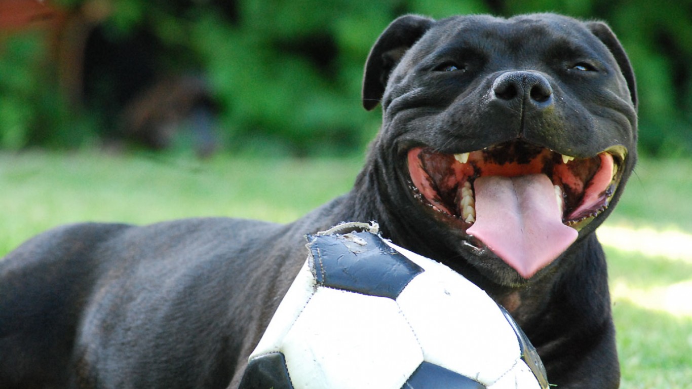 Staffy Puppy by Sam Fox Photography