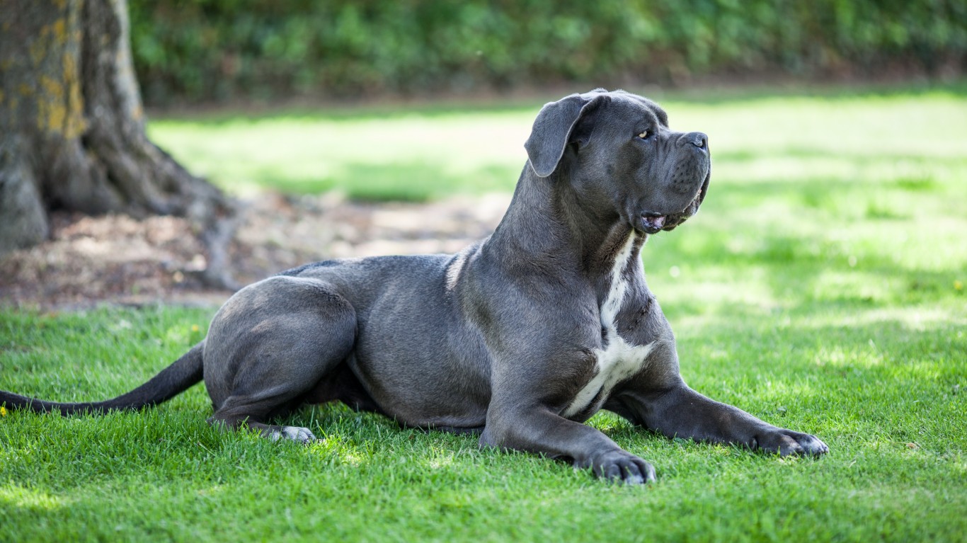 Cane corso by Steve C