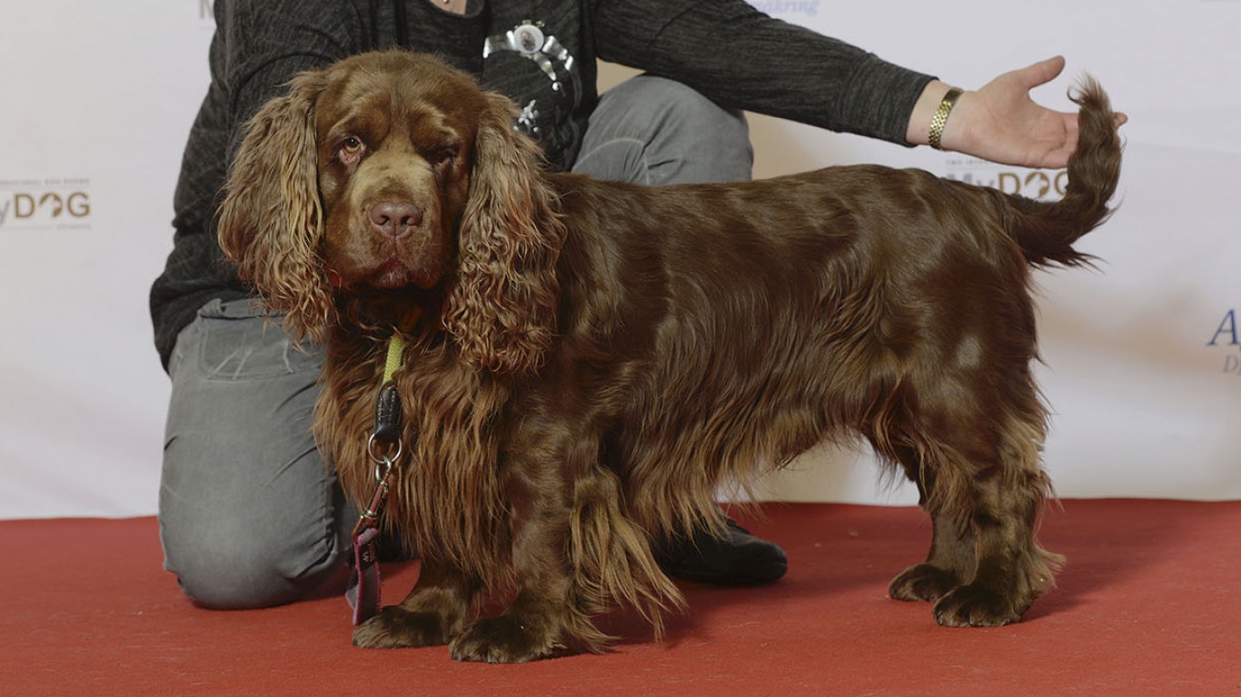 BIR Grupp 8: SUSSEX SPANIEL, M... by Svenska Mu00c3u00a4ssan