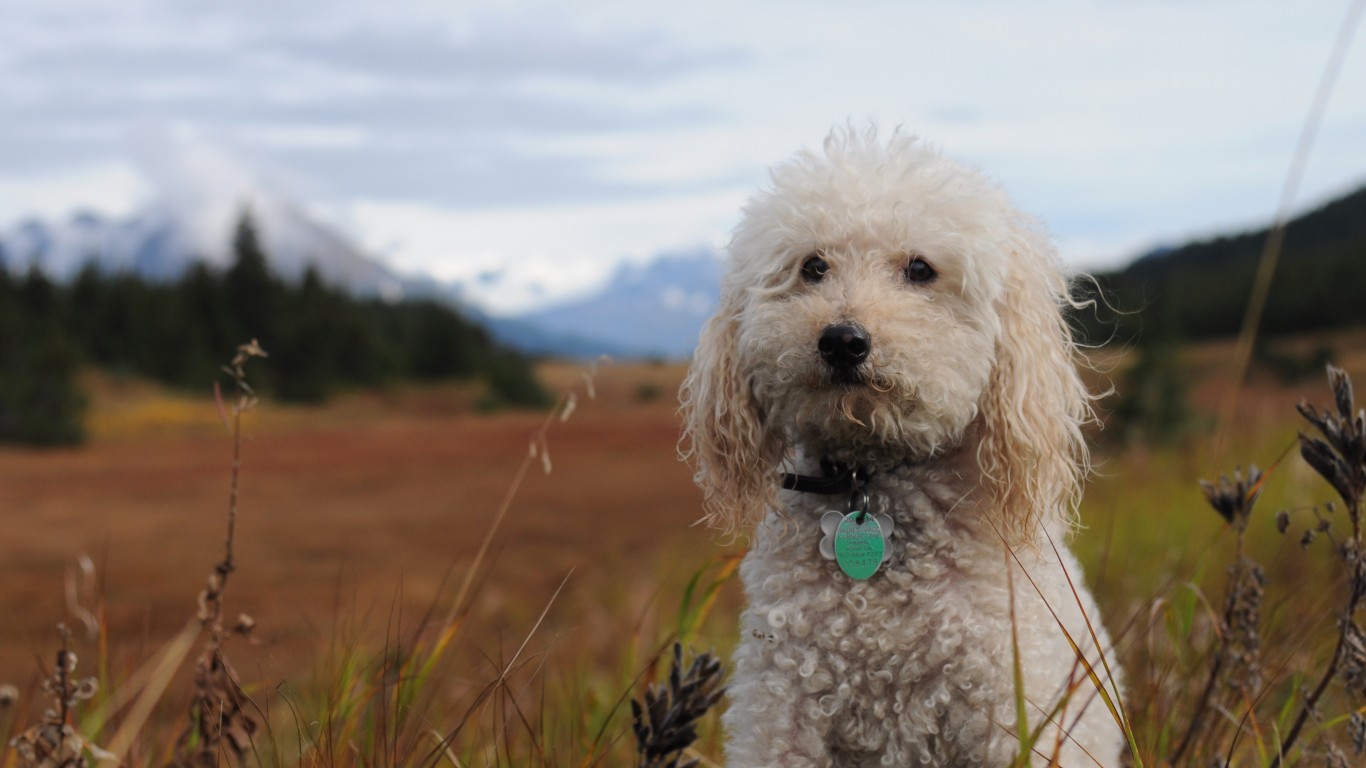 Yjorba the poodle in Turnagain... by Paxson Woelber