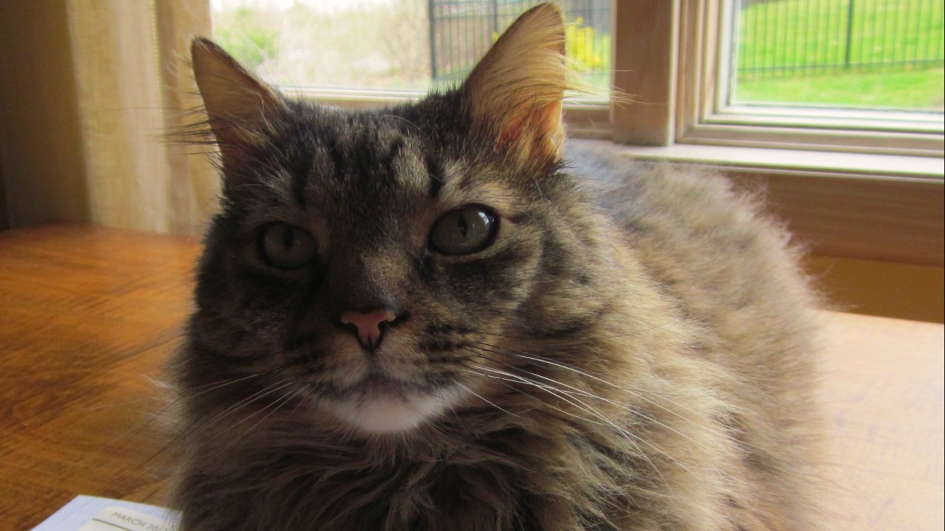 Maine Coon Cat- Taylor by Ginny Lacey Gorman