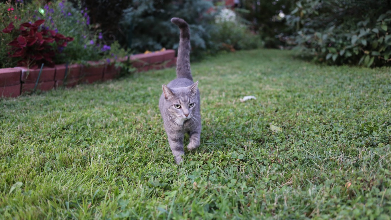 Kentucky Cat by Paul Sableman