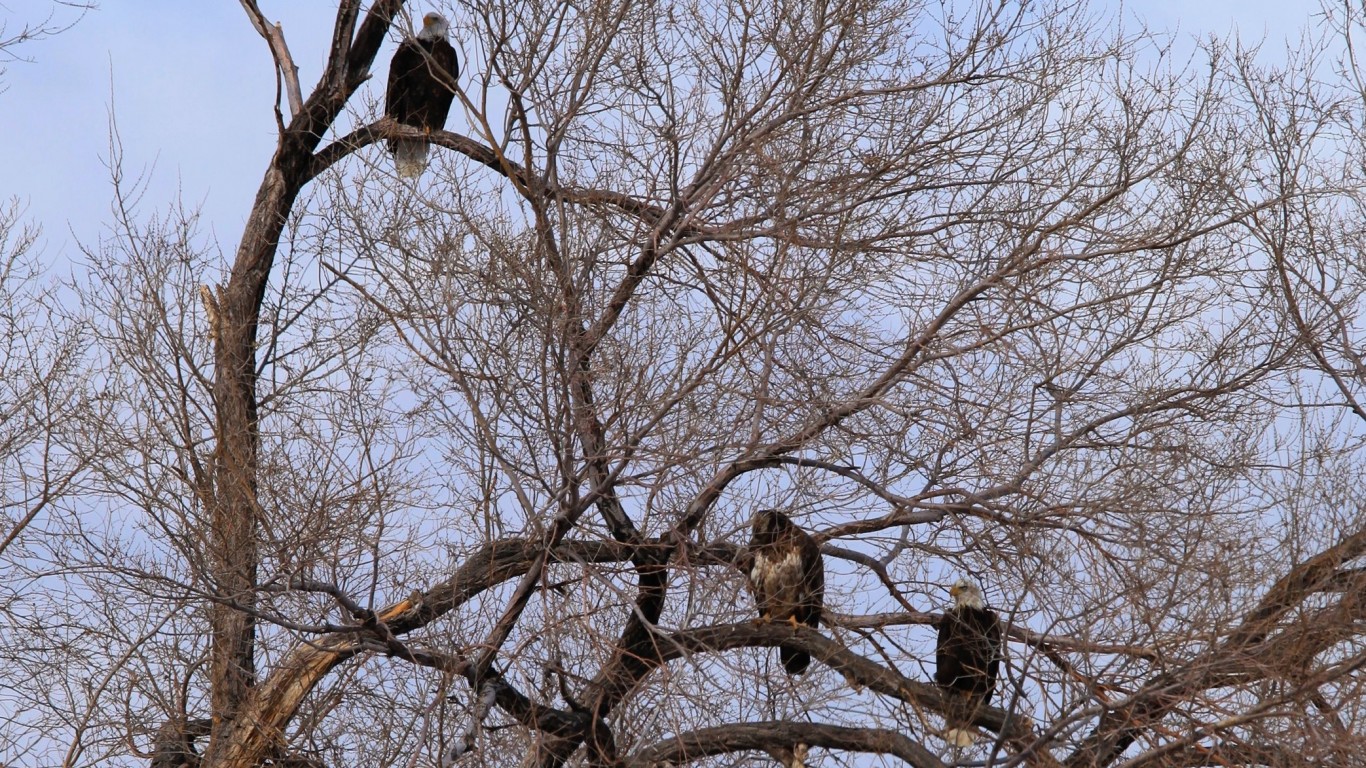 Bald Eagles in Sevier County, ... by Ken Lund