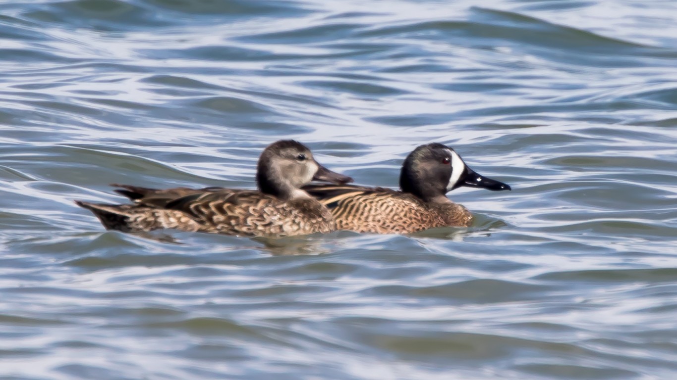 Blue-winged Teal (Anas discors... by Ron Knight