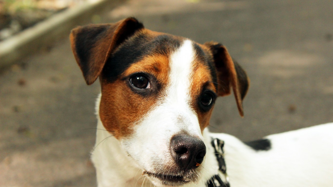 Jack Russel Terrier by Marius Svoboda