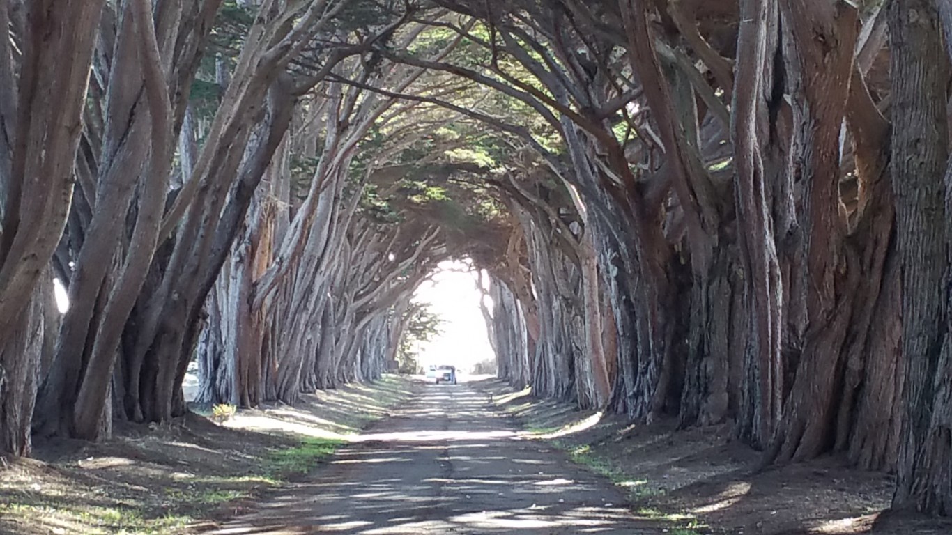 Shady Lane by Mark Gunn