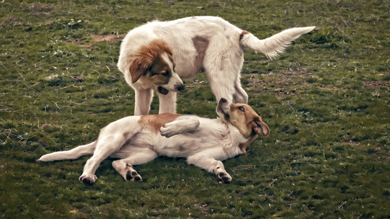 Anatolian Shepherd puppies pla... by Steve Slater