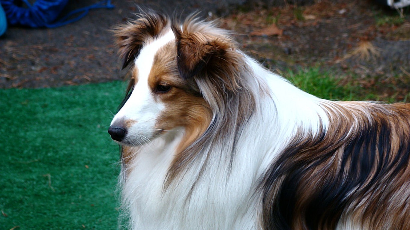 Shetland Sheepdog by Krysta