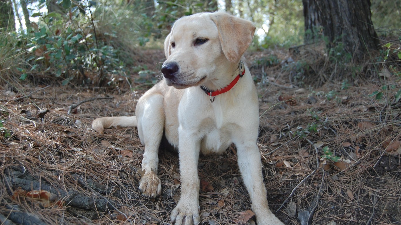 Labrador Retriever by Kevin Rodriguez Ortiz