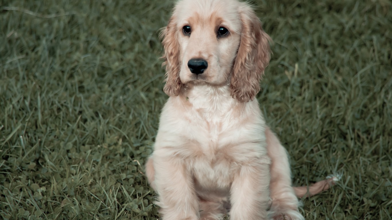 cocker spaniel pup ahoy by Ronnie Meijer