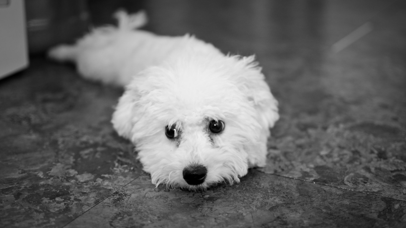 new puppy (bichon frise) by Mathew Cerasoli