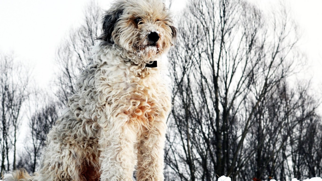 Bergamasco sheepdog by mfortini