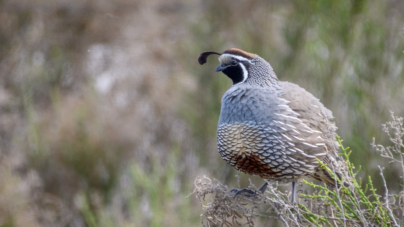 California Quail by Becky Matsubara