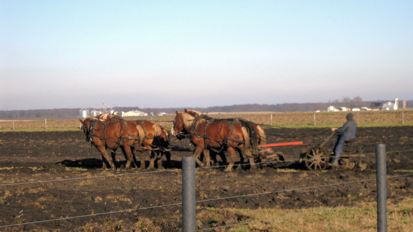 An Amish plowing in Arthur, Il... by Mia &amp; Steve Mestdagh