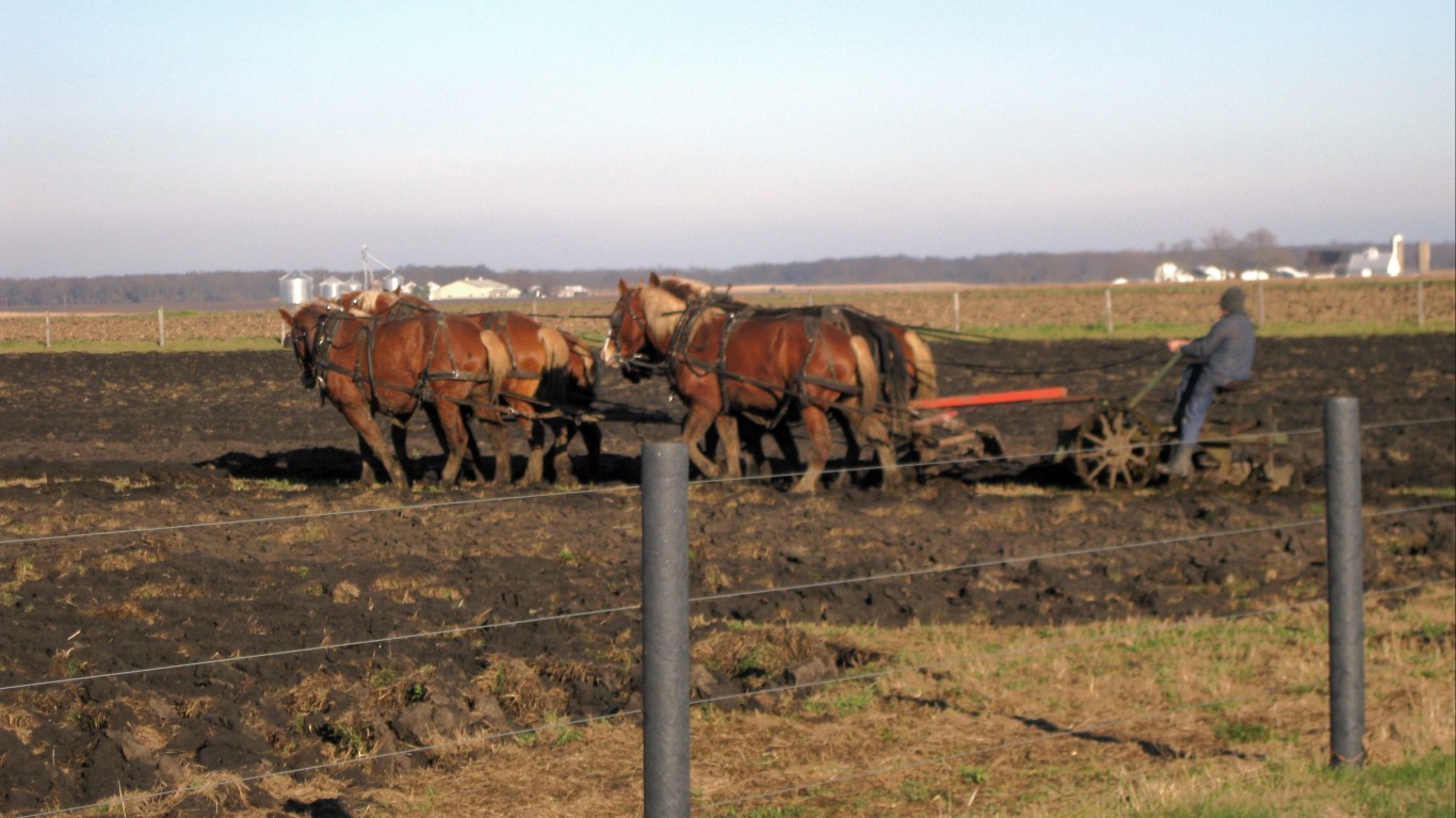 An Amish plowing in Arthur, Il... by Mia &amp; Steve Mestdagh