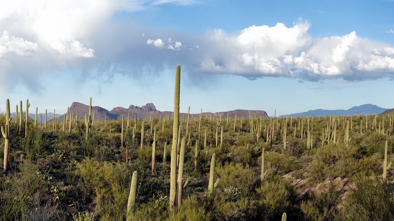 Saguaros by John Fowler