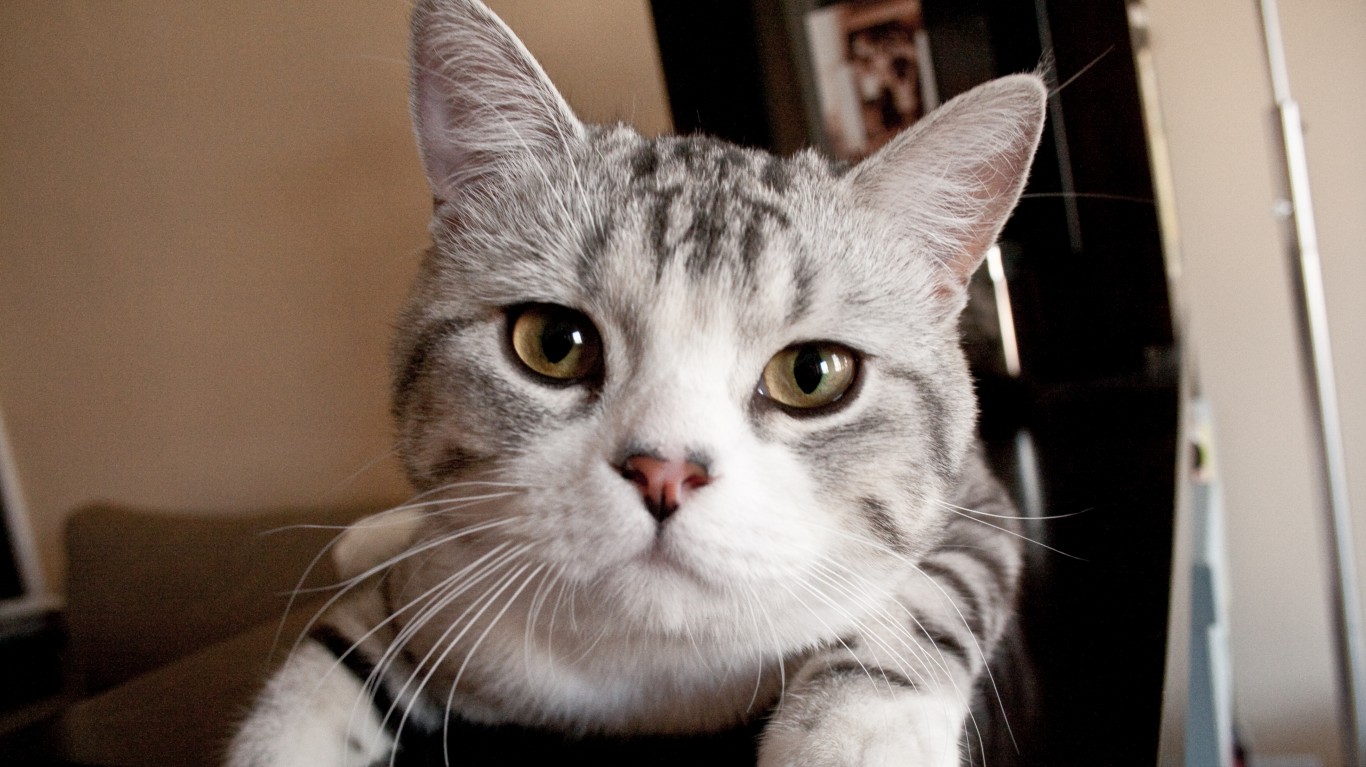 Classic Tabby Scottish Fold by Tom Thai