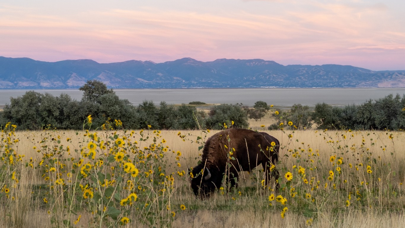 Antelope Island State Park, Gr... by Matthew Dillon