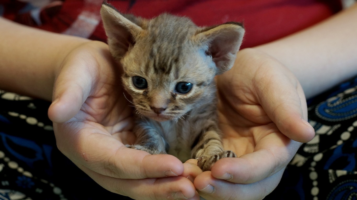 Kitten of Devon Rex by Tatters u00c3u00a2u00c2u009cu00c2u00be