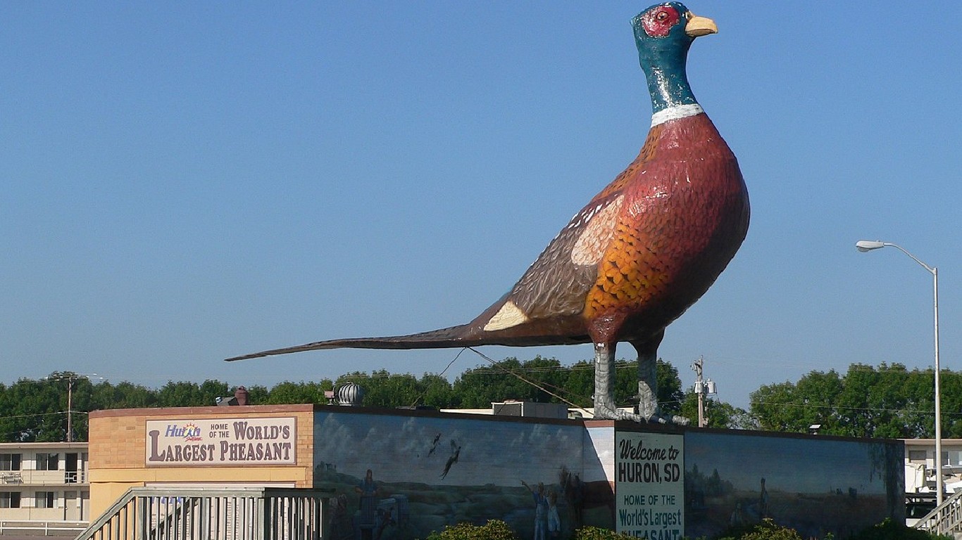 Huron, SD, large pheasant from NE 1 by Ammodramus