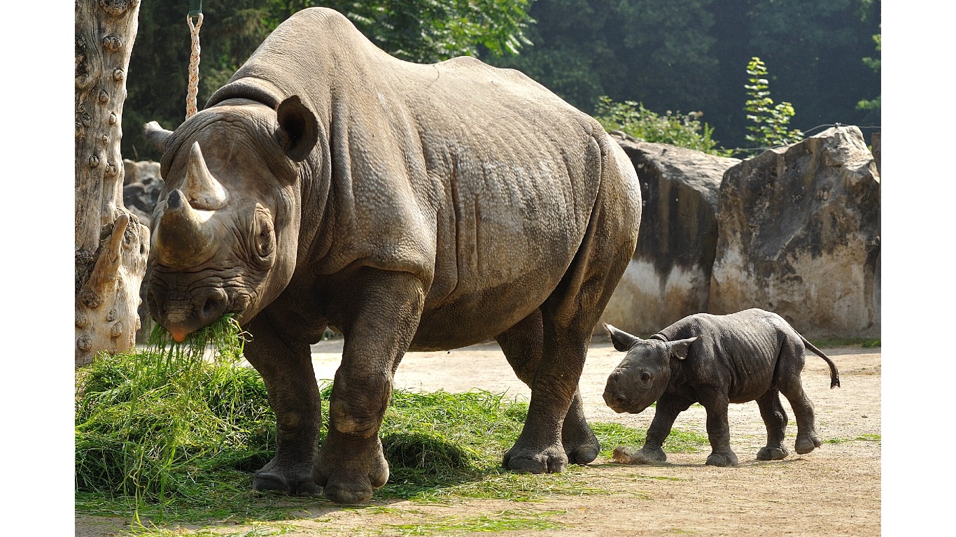 3.Nane und Nabila by V.Gorissen by Zoo Krefeld