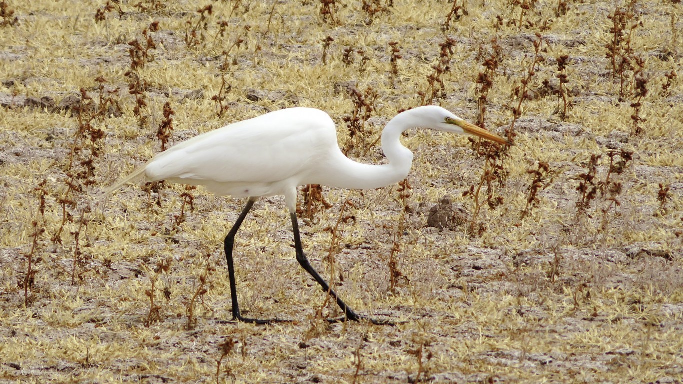 Bosque del Apache by Jeff Vincent