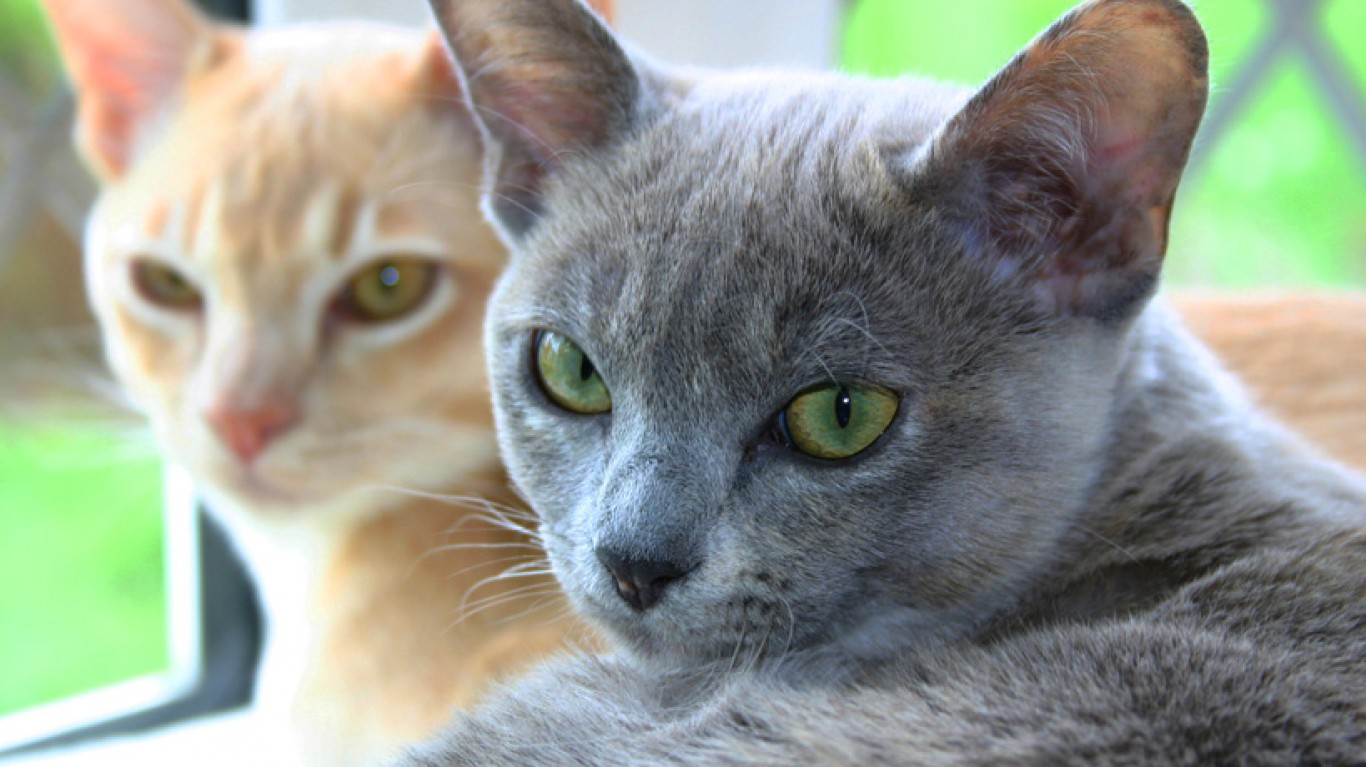 Burmese Cats 1 by Sue Tupling