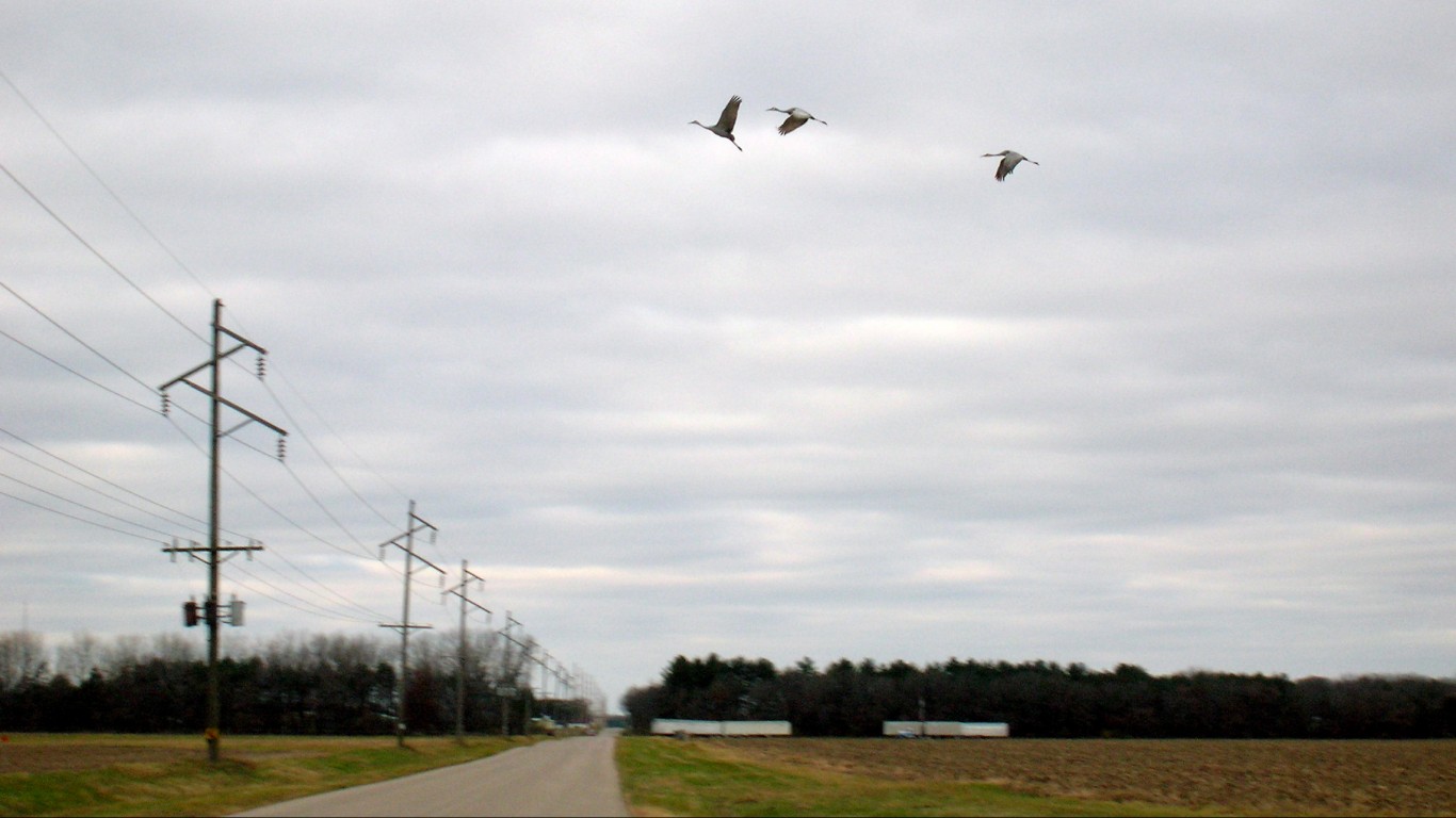 Sandhill Cranes by WxMom