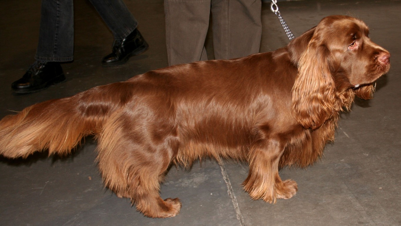 Sussex spaniel t43 by Pleple2000